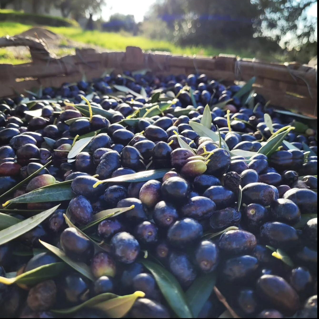 A basket of ripe dark olives and leaves in low autumn sun