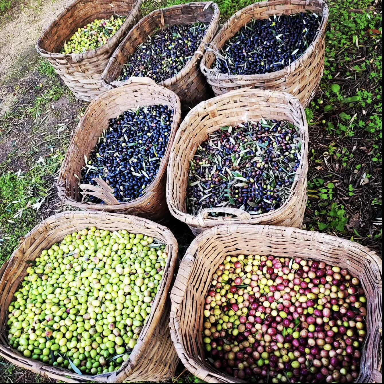 Seven wicker baskets filled with green, red and black olives on the grass