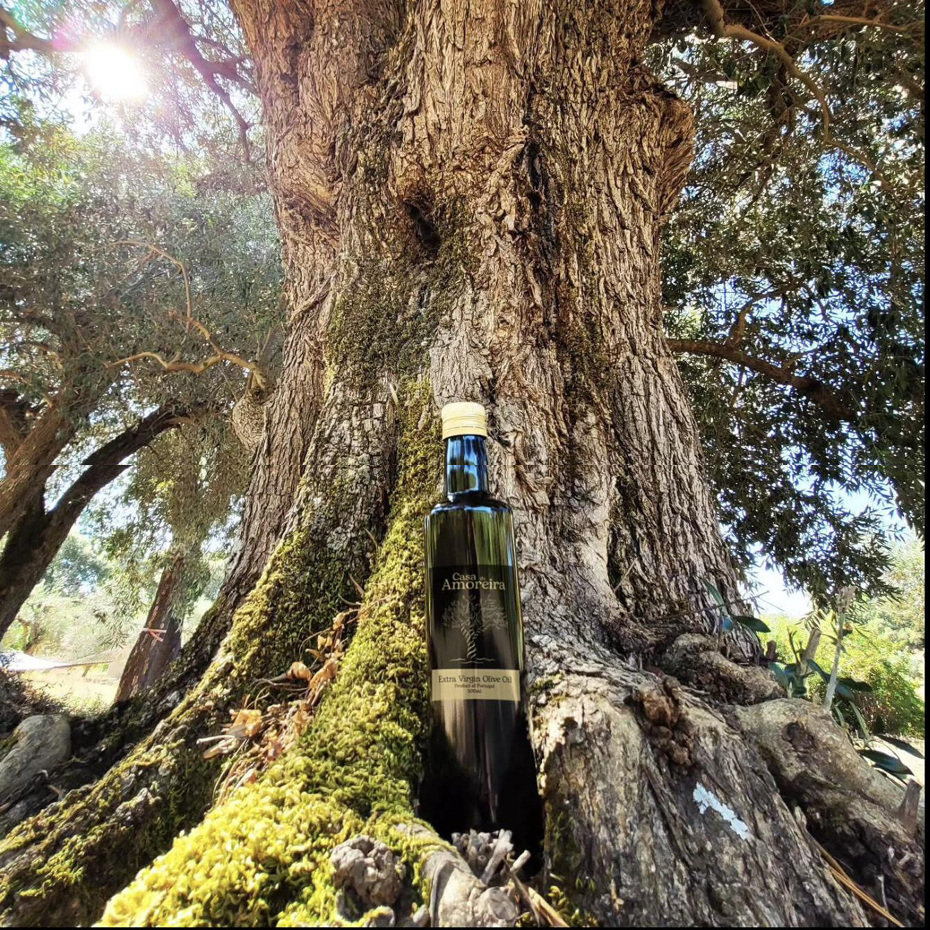 A bottle at the mossy foot of an ancient olive trunk