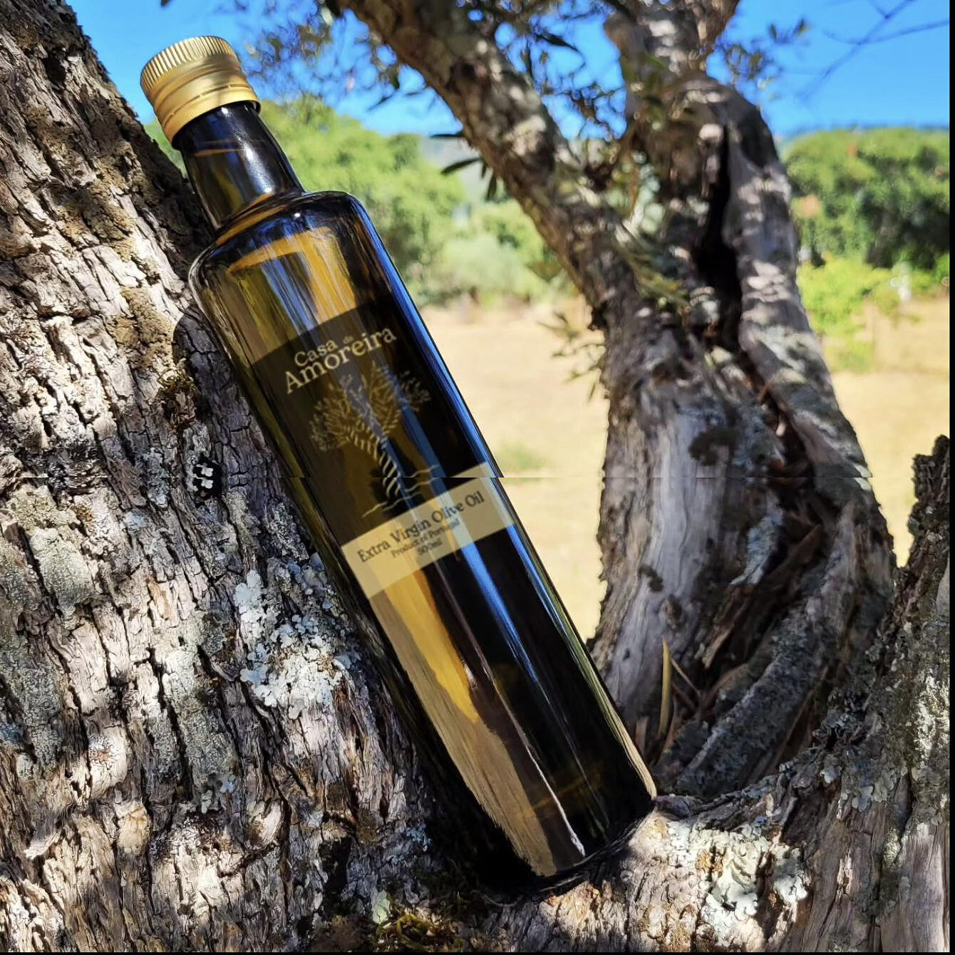A tall bottle resting in the fork of a lichen-covered olive tree