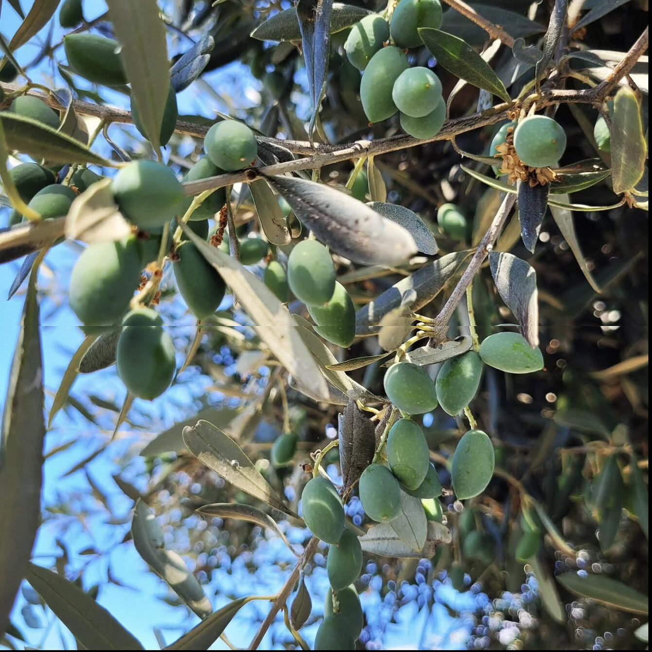 Green olives ripening on the branch against a blue sky