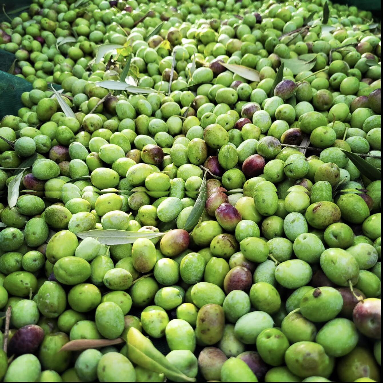 A mass of freshly picked green olives