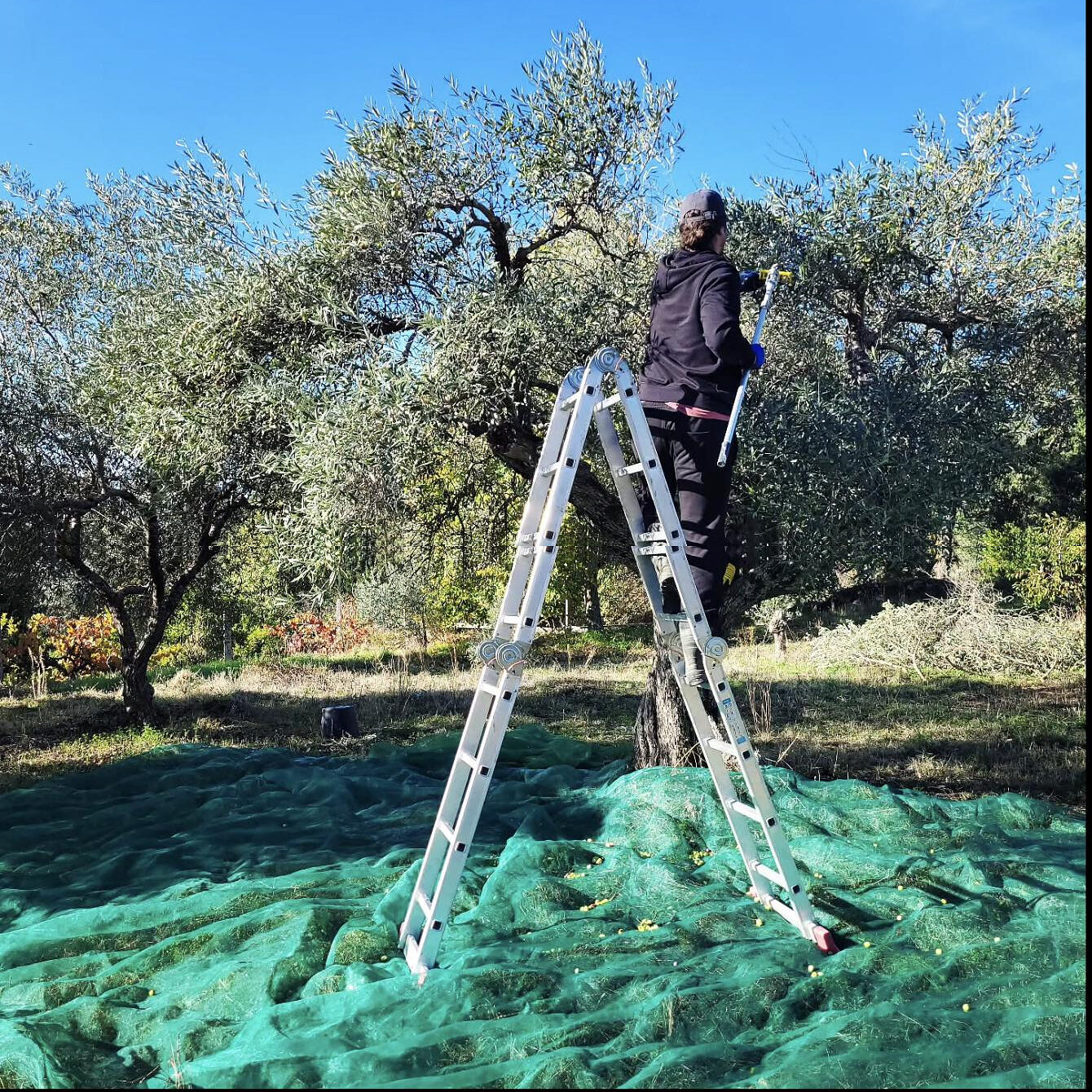 Harvesting by hand from a ladder, nets spread across the ground below